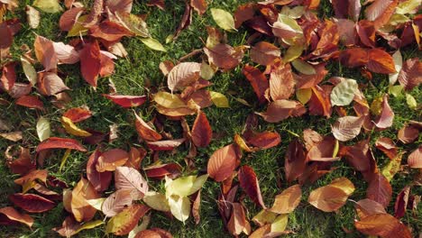 Multicolored-autumn-fallen-leaves-on-ground,-spinning-shot,-top-view