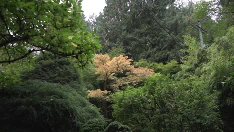 Tiro-De-Seguimiento-De-árboles-Que-Cambian-De-Color-En-Un-Jardín-Japonés-Durante-El-Otoño