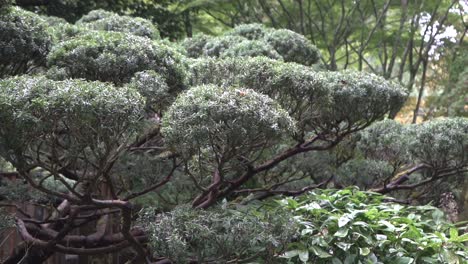 Kamerafahrt-über-Einen-Bonzai-Baum-In-Einem-Japanischen-Garten