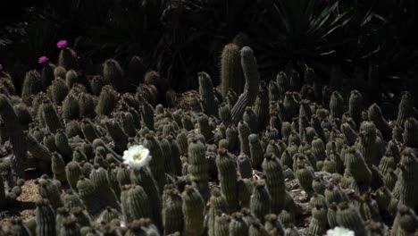 White-Flower-On-Cactus-Pan-Right