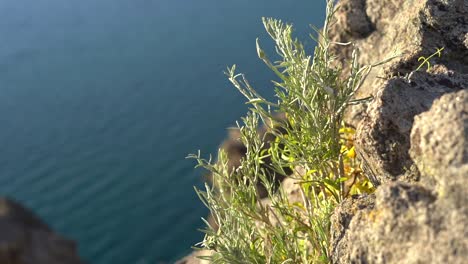 A-plant-clings-to-a-rocky-cliff-along-above-the-ocean-far-below