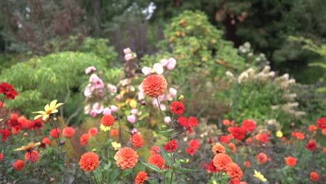 Tracking-shot-of-red-dahlia’s-amongst-a-bed-of-colorful-flowers-in-autumn