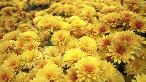 Tracking-out-shot-bed-of-vibrant-yellow-Chrysanthemums-during-autumn