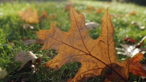 Orange,-autumn-leaf-on-grass,-on-the-ground-on-sunny-day