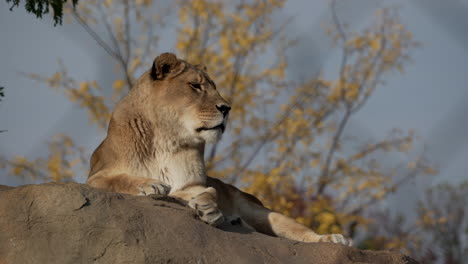 Lioness-Lying-On-A-Big-Rock-Boulder-Watching-Around-On-A-Sunny-Day---Low-Angle-Shot