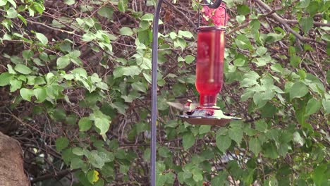 A-hummingbird-quietly-eating-at-a-backyard-feeder-is-chased-off-by-another-hummingbird,-Scottsdale,-Arizona