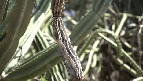 Colgando-Cereus-Muerto-Balanceándose-Lento-Cactus