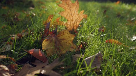 Autumn-leaves-lie-on-grass,-on-the-ground-on-sunny-day