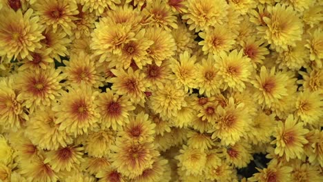 Video-shot--of-vibrant-yellow-Chrysanthemums-during-autumn