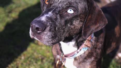 Portrait-of-a-purebred-Catahoula-Leopard-Dog-with-heterochromia