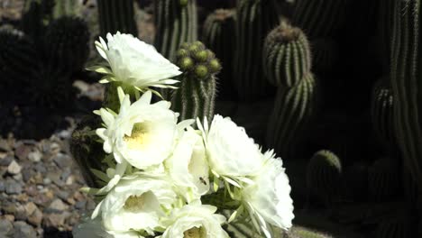 Kaktus-Mit-Gelben-Blüten-Und-Bienen