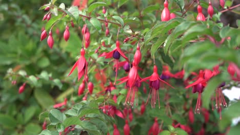 Tracking-shot-of-pink-and-purple-Fuchsias-in-bloom