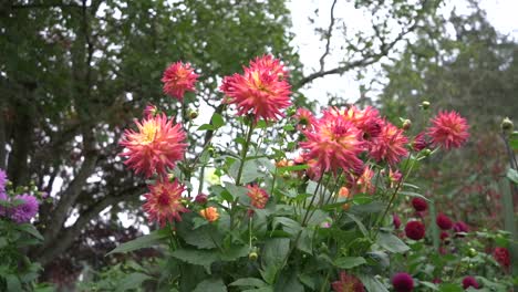 Tracking-shot-of-vibrant-pink-Dahlia’s-in-autumn