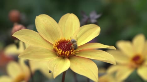 Schuss-Von-Honigbienen,-Die-Im-Herbst-Nektar-Von-Einem-Leuchtend-Gelben-Gänseblümchen-Sammeln
