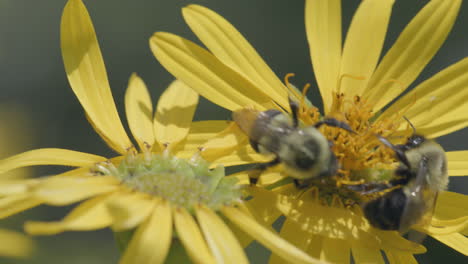 Closeup-of-two-bees-on-a-flower-in-the-prairie