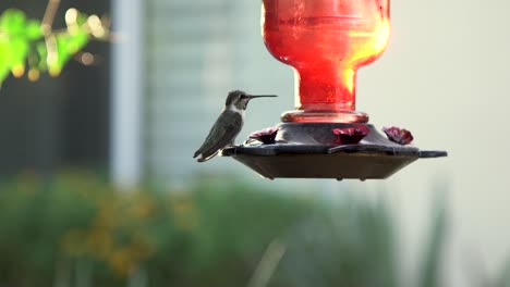 Tilt-up-on-a-close-up-of-a-hummingbird-eating-at-a-red-backyard-hummingbird-feeder,-Scottsdale,-Arizona