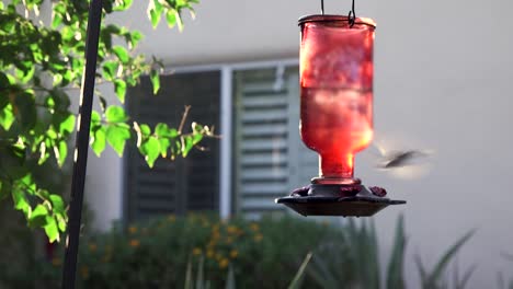 A-hummingbird-hovering-near-a-red-glass-hummingbird-feeder-flies-off-into-the-garden