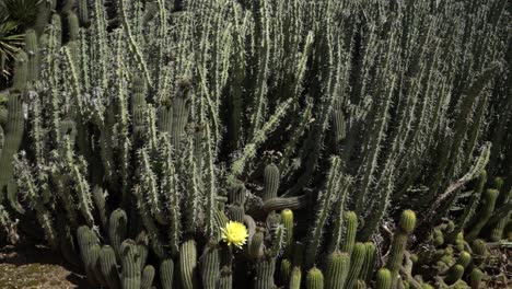 Cactus-In-Desert-Slowly-Pan-Right