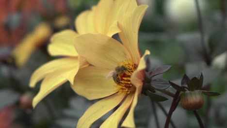 Close-up-side-view-shot-of-honeybee-gathering-nectar-from-a-yellow-daisy-in-a-public-garden-during-autumn