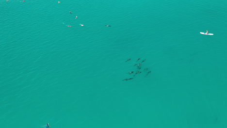Dolphins-Swimming-in-Turquoise-Tropical-Sea-Water