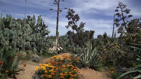 Field-Of-Cacti-Pan-Right-Succulents