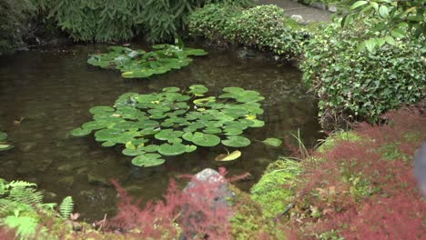 Tracking-shot-of-lily-pads-in-a-tiny-pond-within-a-Japanese-garden-during-autumn