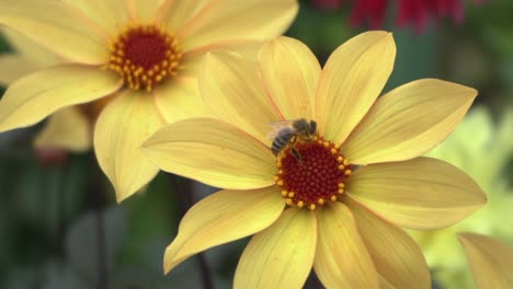 Nahaufnahmen-Von-Honigbienen,-Die-Im-Herbst-In-Einem-öffentlichen-Garten-Nektar-Von-Einem-Gelben-Gänseblümchen-Sammeln