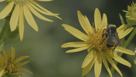Closeup-of-a-bee-pollinating-a-wild-flower-and-then-flying-away-in-slow-motion