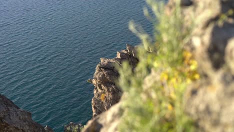 A-view-of-the-ocean-and-waves-below-a-cliff-where-a-plant-clings-on-a-precarious-perch-in-the-rocky-soil