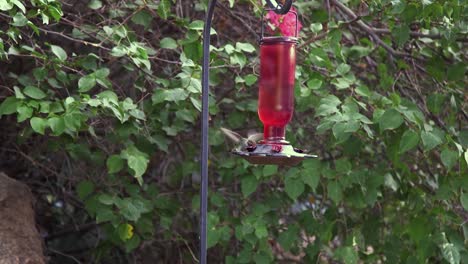 Ein-Nervöser-Kolibri-Fliegt-Zu-Einem-Gartenhäuschen,-Trinkt,-Während-Er-Mit-Den-Flügeln-Schlägt,-Um-Das-Gleichgewicht-Zu-Halten