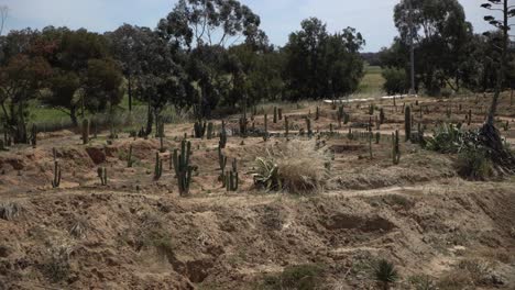 Cactus-Desert-Field-Pan-Right