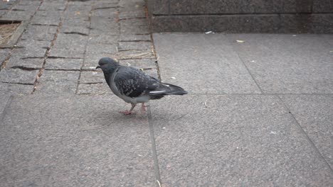 pigeon-walking-on-the-streets-hd