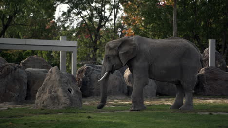 Adorable-Elefante-Adulto-Comiendo-Hierba-Usando-Su-Larga-Trompa-En-El-Zoológico---Plano-Medio