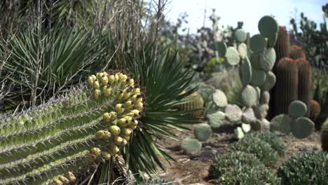 Cactus-Campo-Pan-Derecho-Suculentas