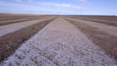 Low-aerial:-Harvester-POV-rows-of-wheat-swathes-in-snow-dusted-field