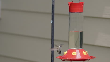 A-hummingbird-flies-up-to-a-bird-feeder-in-slow-motion