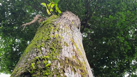 Wide-Reveling-Shot-of-the-Trunk-of-a-Tropical-Tree-Covered-with-Moss-on-Koh-Chang-Island,-Thailand,-Asia
