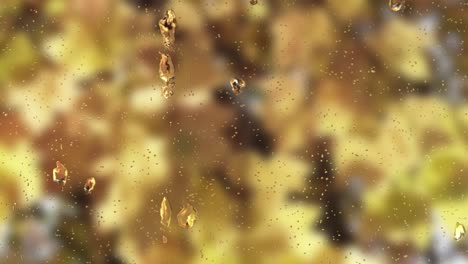 raindrop-on-windows-with-blur-background-of-yellow-foliage-trees