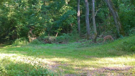 Whitetail-deer-doe-quietly-walking-along-an-uphill-game-trail-in-the-woods-on-a-sunny-summer-afternoon