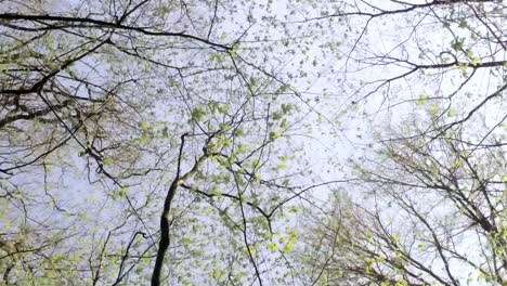 Vertical-view-of-looking-up-between-bare-and-blossoming-trees-in-the-forest-in-spring
