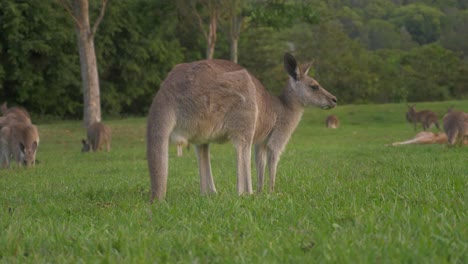 Östliches-Graues-Känguru,-Das-Wachsam-Ist,-Während-Es-Gras-Auf-Dem-Feld-Frisst---Queensland,-Australien