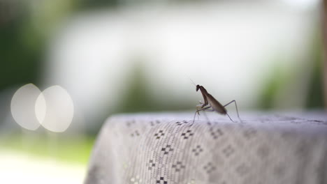 Close-up-shot-of-Praying-Mantis-resting-over-white-tablecloth---Eye-level-shallow-focus