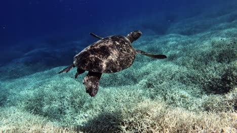 Grüne-Meeresschildkröte,-Die-Allein-über-Dem-Korallenriff-Im-Blauen-Ozean-Schwimmt---Unter-Wasser,-Zeitlupe