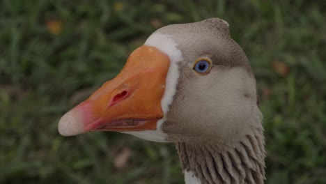 Head-Of-A-Greylag-Goose-With-Blue-Eyes---Domestic-Goose-Curiously-Looking-Around---Gold-Coast,-Queensland,-Australia