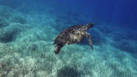 Eine-Junge-Grüne-Meeresschildkröte,-Die-Im-Sommer-Allein-Unter-Dem-Ozean-Mit-Sonnenstrahl-Schwimmt