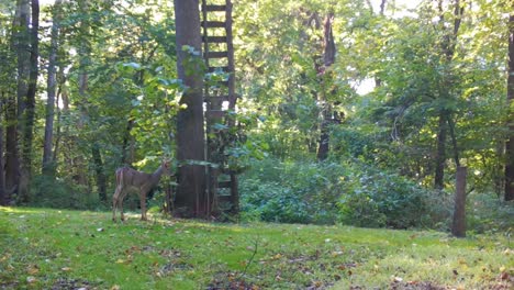 Male-whitetail-deer-cautiously-grazing-on-clover-below-a-home-made-hunter's-deer-stand-in-early-autumn