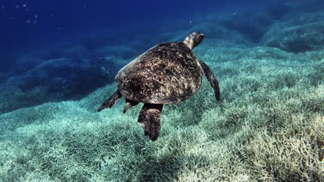 Grüne-Meeresschildkröte,-Die-Ruhig-über-Die-Korallenriffe-Schwebt,-Wobei-Das-Sonnenlicht-Auf-Ihrer-Schale-Reflektiert-Wird