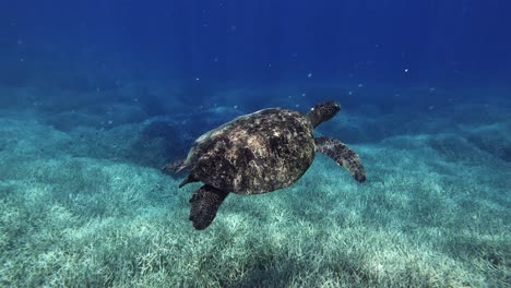 Green-Sea-Turtle-With-Reef-Fishes-Swimming-At-The-Bottom-Of-Blue-Sea-Over-The-Coral-Reefs