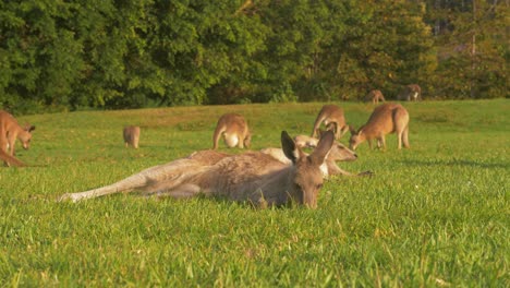 Australische-Kängurus,-Die-An-Einem-Sonnigen-Sommertag-Auf-Dem-üppigen-Grünen-Gras-Grasen---östliches-Graues-Känguru,-Das-Sich-In-Der-Sonne-Aalt---Gold-Coast,-Qld,-Australien