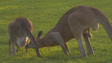 Buck-Riecht-Den-Urin-Eines-Weiblichen-Kängurus,-Das-Auf-Dem-Feld-Uriniert,-Während-Es-Gras-Frisst---Ein-Paar-östliches-Graues-Känguru---Gold-Coast,-Qld,-Australien